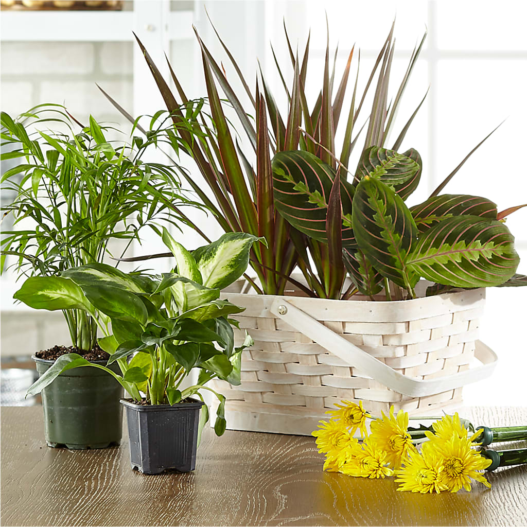 Florist Designed Blooming and Green Plants in a Basket – Mt Scott Flowers, Happy Valley OR