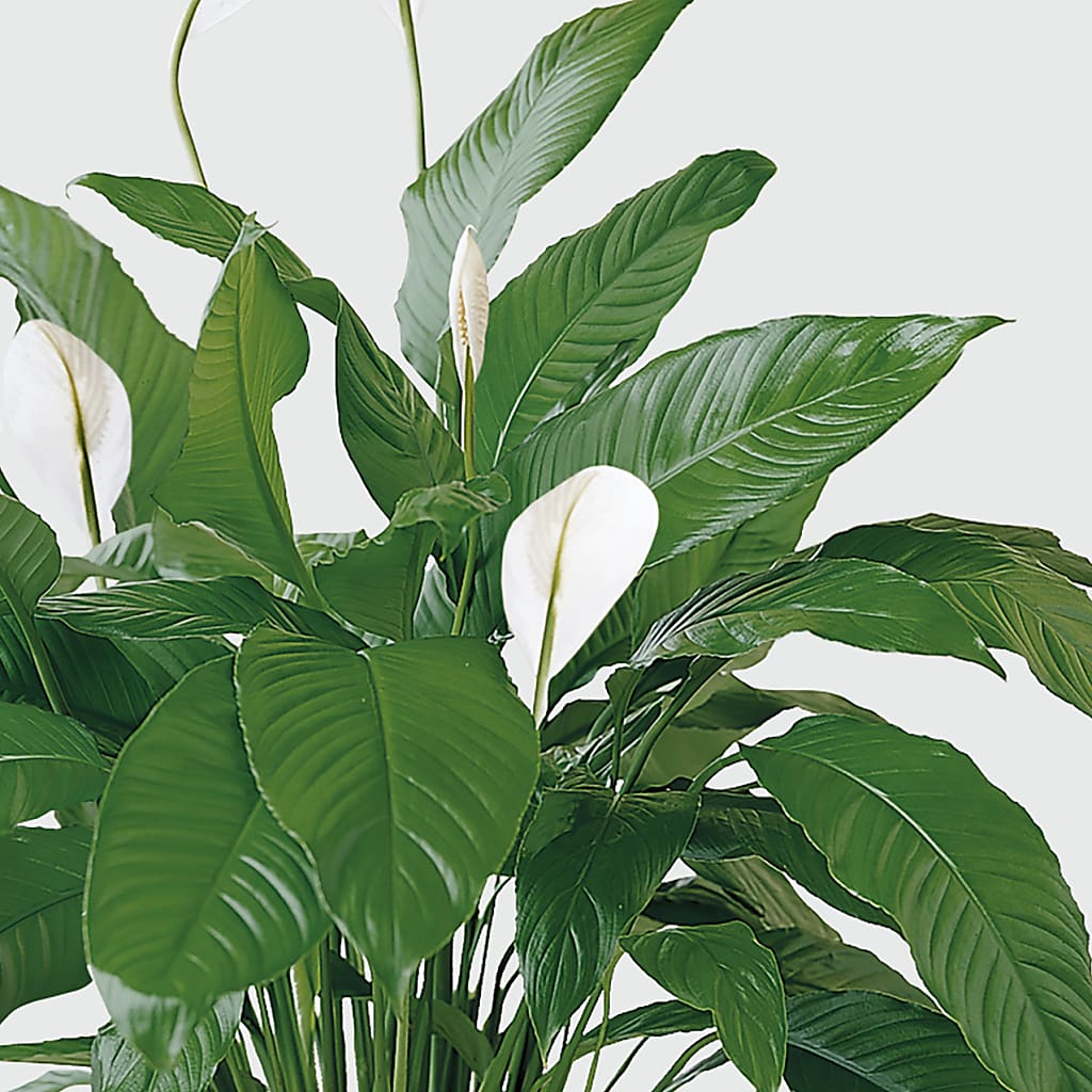 Tranquil Moments Peace Lily Plant – Mt Scott Flowers, Happy Valley OR