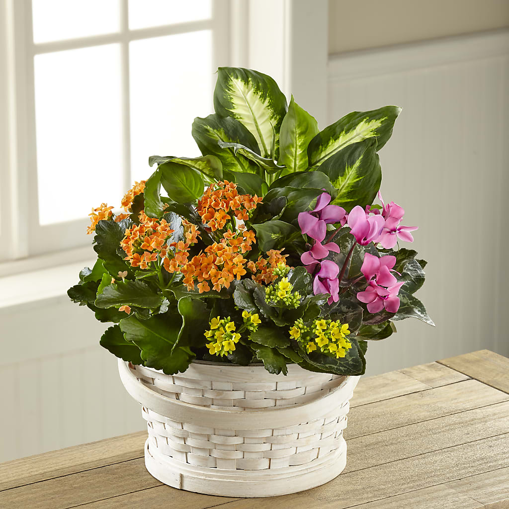Color Crush Dishgarden – Mt Scott Flowers, Happy Valley OR