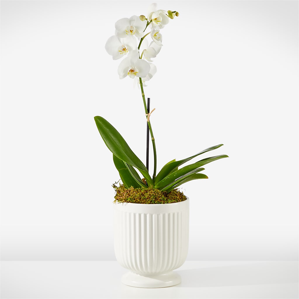 Whispering White Orchid – Mt Scott Flowers, Happy Valley OR