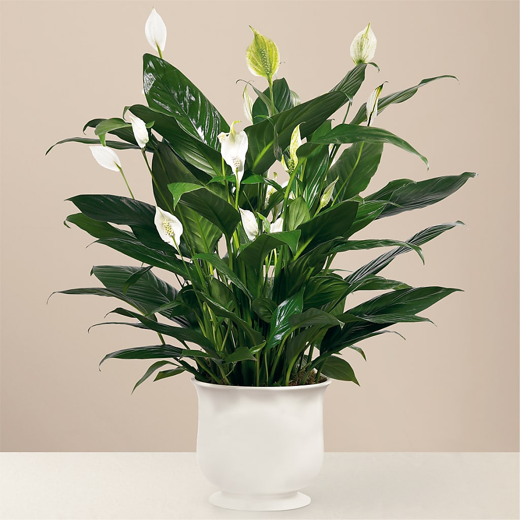 Comfort Planter – Mt Scott Flowers, Happy Valley OR