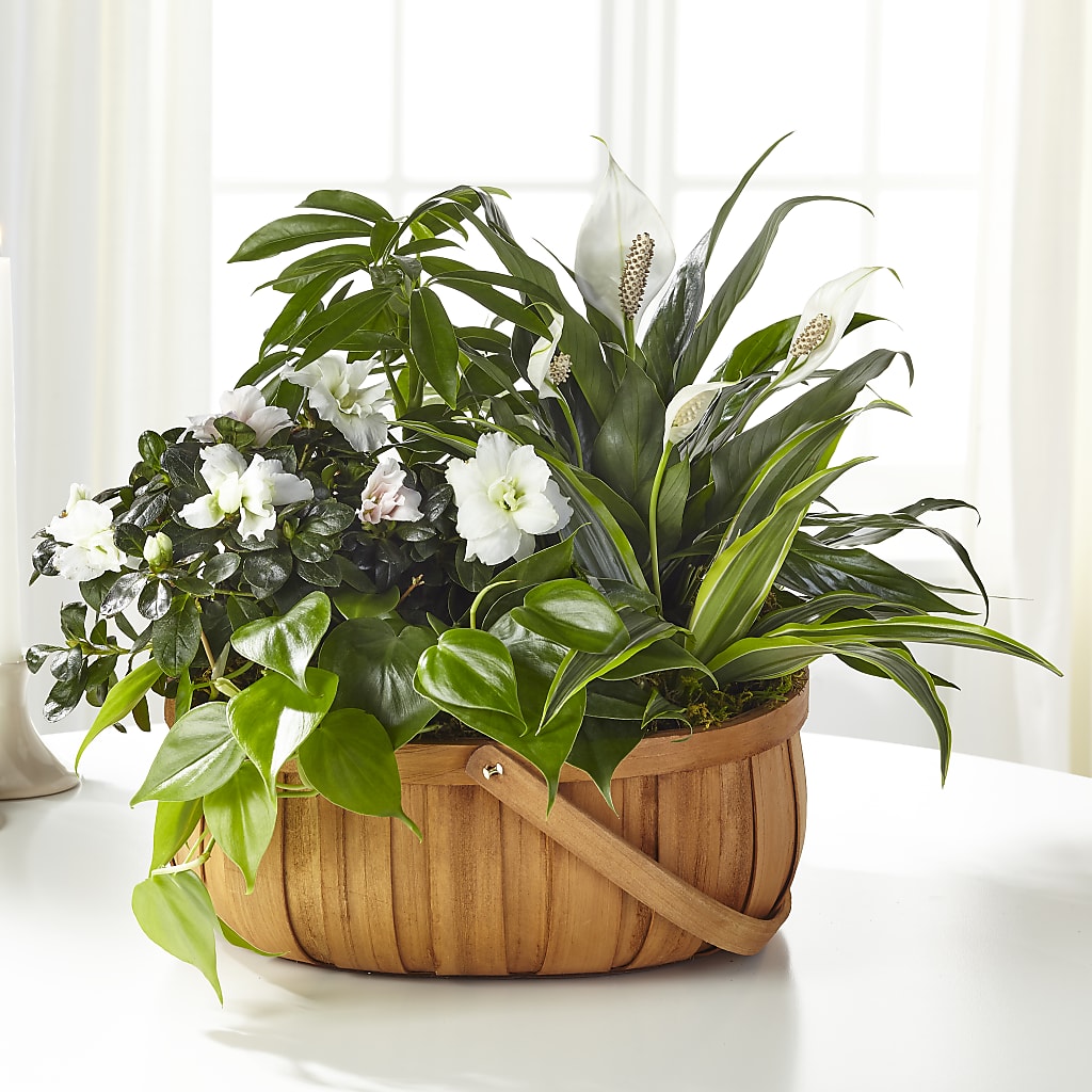 Serene Dishgarden – Mt Scott Flowers, Happy Valley OR