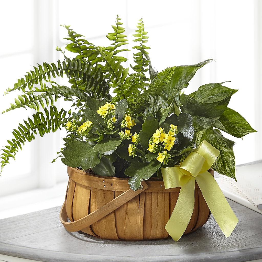 Always Dear Dishgarden – Mt Scott Flowers, Happy Valley OR