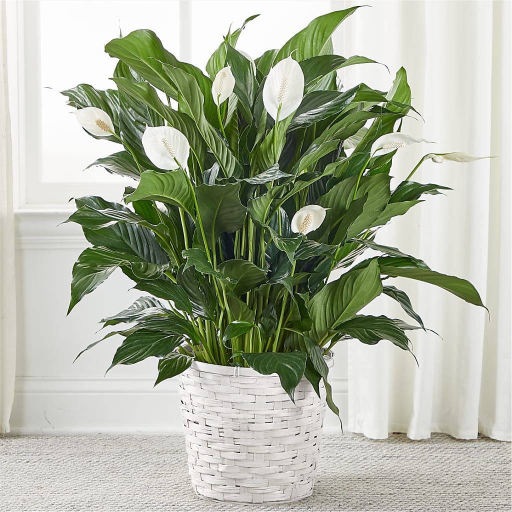 A New Leaf Peace Lily – Mt Scott Flowers, Happy Valley OR