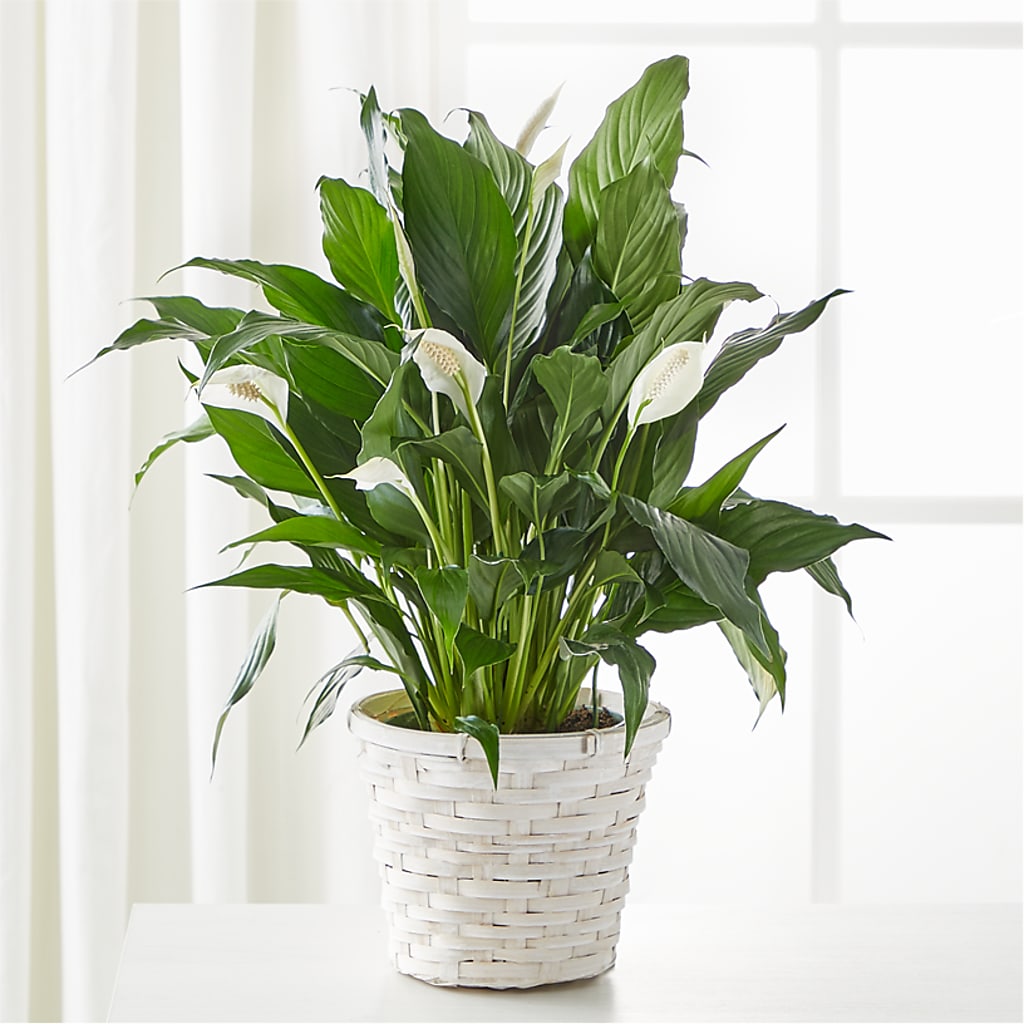 A New Leaf Peace Lily – Mt Scott Flowers, Happy Valley OR