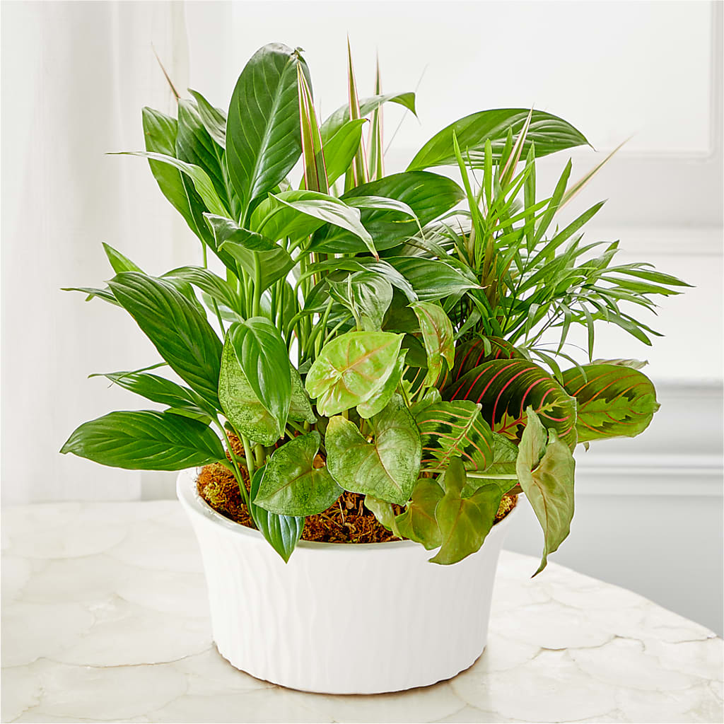 Balance & Harmony Dishgarden – Mt Scott Flowers, Happy Valley OR