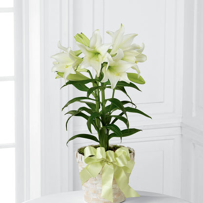 Easter Lily Plant –  Mt Scott Flowers, Happy Valley OR