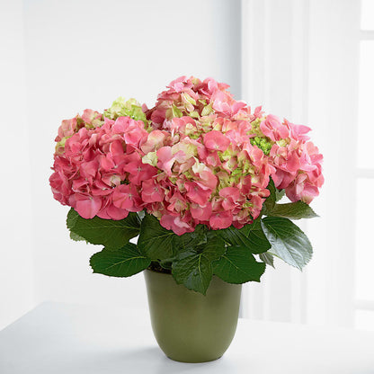 Pink Hydrangea Planter –  Mt Scott Flowers, Happy Valley OR