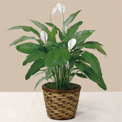 Tranquil Moments Peace Lily Plant –  Mt Scott Flowers, Happy Valley OR