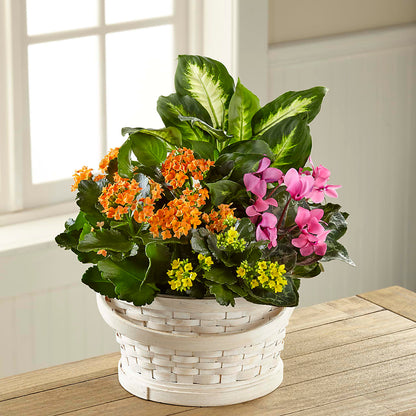 Color Crush Dishgarden –  Mt Scott Flowers, Happy Valley OR