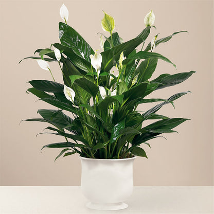 Comfort Planter –  Mt Scott Flowers, Happy Valley OR
