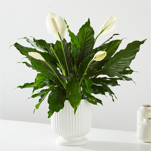 Comfort Planter –  Mt Scott Flowers, Happy Valley OR