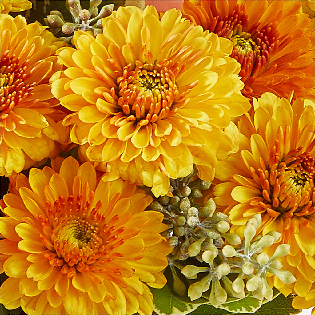 Peachy Pumpkin –  Mt Scott Flowers, Happy Valley OR