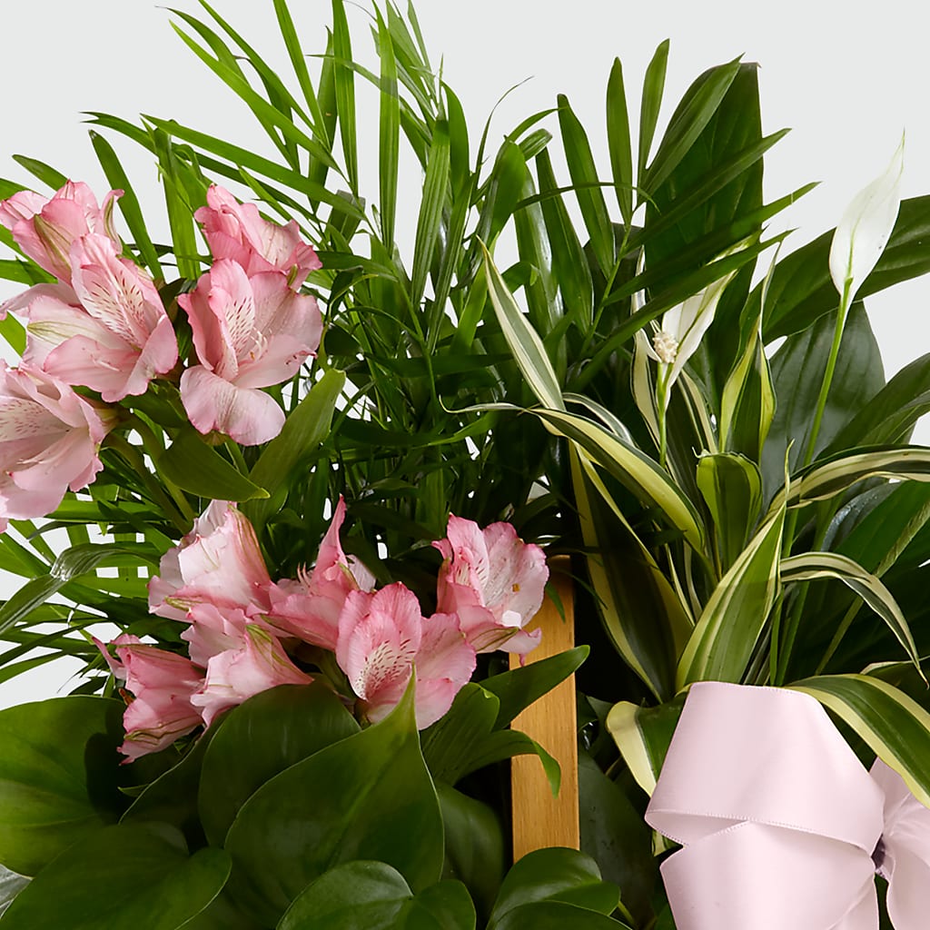 Living Spirit Dishgarden –  Mt Scott Flowers, Happy Valley OR