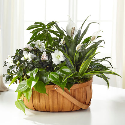 Serene Dishgarden –  Mt Scott Flowers, Happy Valley OR
