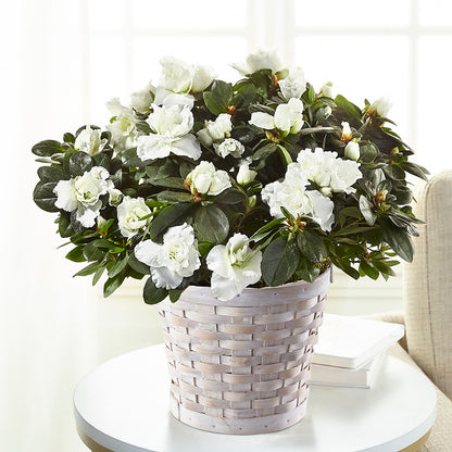 White Azalea Plant –  Mt Scott Flowers, Happy Valley OR