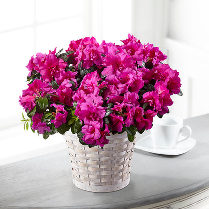Hope & Serenity Azalea Plant –  Mt Scott Flowers, Happy Valley OR
