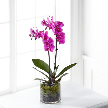 Pink Orchid Plant –  Mt Scott Flowers, Happy Valley OR