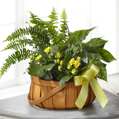 Always Dear Dishgarden –  Mt Scott Flowers, Happy Valley OR