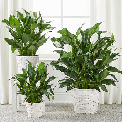 A New Leaf Peace Lily –  Mt Scott Flowers, Happy Valley OR